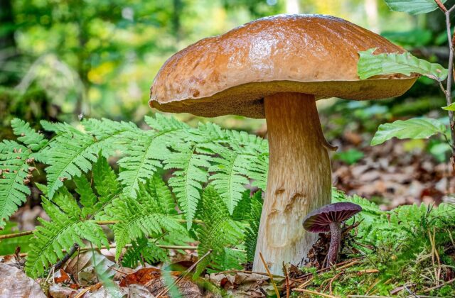 Білий гриб — Boletus edulis