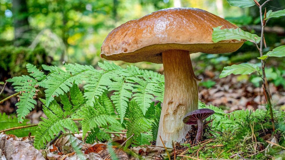 Білий гриб — Boletus edulis
