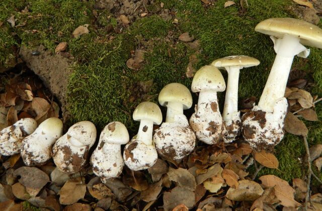 Бліда поганка — Amanita phalloides