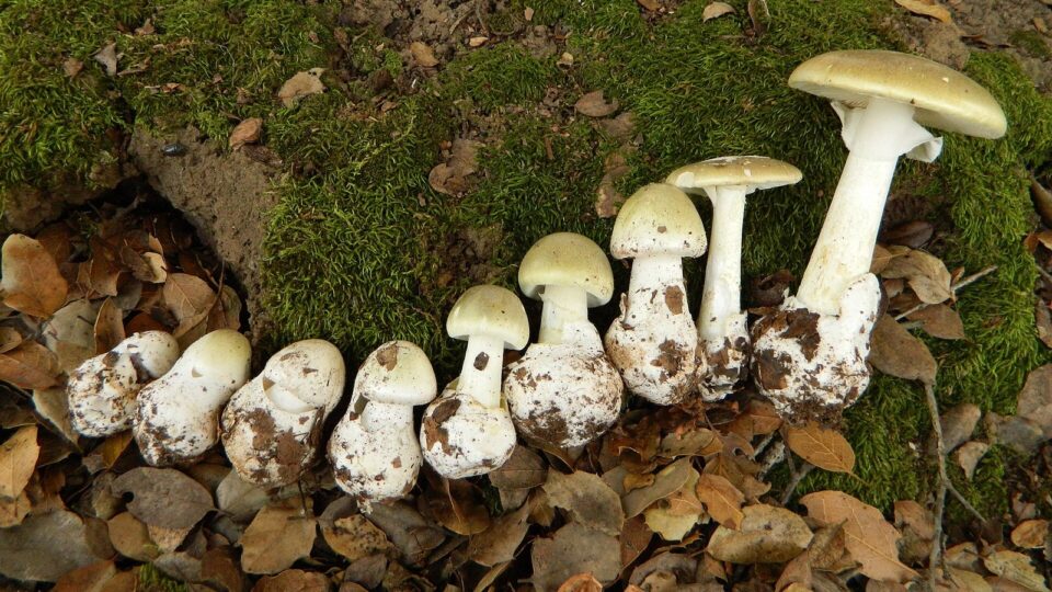 Бліда поганка — Amanita phalloides