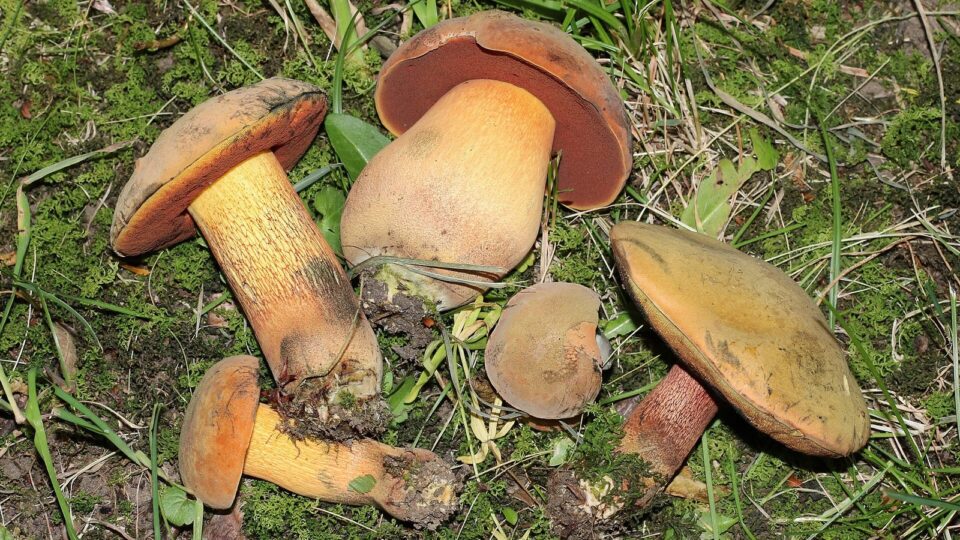 Дубовик звичайний — Suillellus luridus
