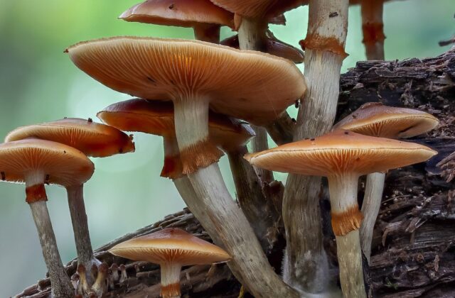 Галерина облямована — Galerina marginata