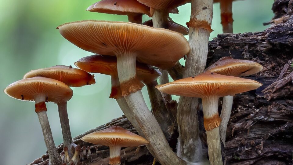 Галерина облямована — Galerina marginata