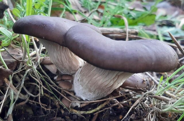 Глива звичайна — Pleurotus ostreatus