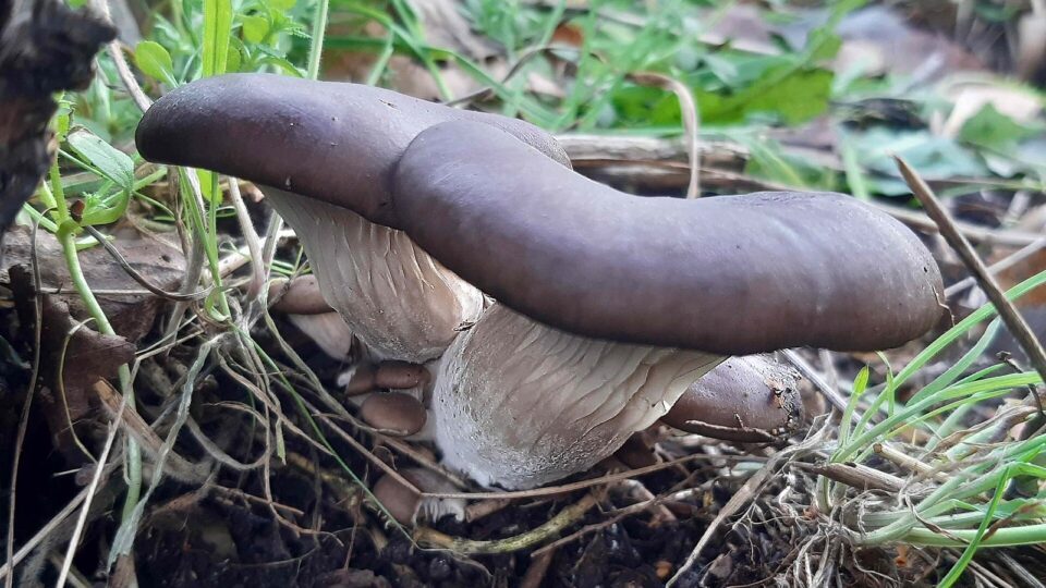 Глива звичайна — Pleurotus ostreatus