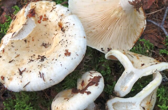 Груздь справжній — Lactarius resimus
