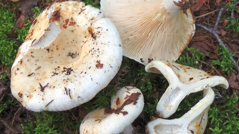 Груздь справжній — Lactarius resimus
