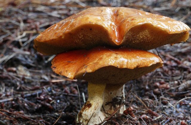 Козляк — Suillus bovinus