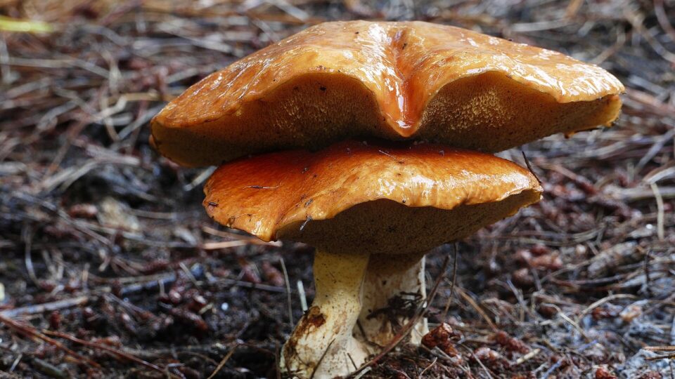 Козляк — Suillus bovinus