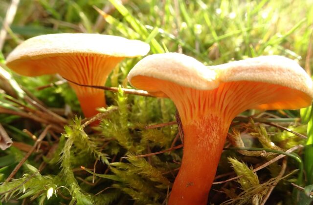 Лисичка справжня — Cantharellus cibarius
