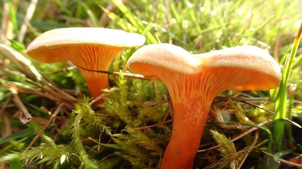 Лисичка справжня — Cantharellus cibarius