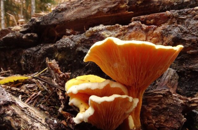 Лисичка несправжня — Hygrophoropsis aurantiaca