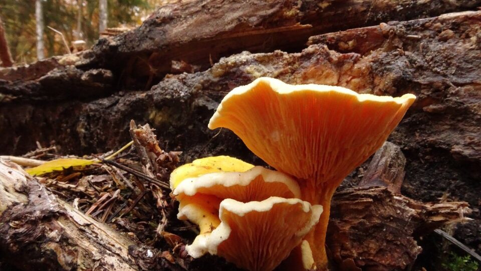 Лисичка несправжня — Hygrophoropsis aurantiaca