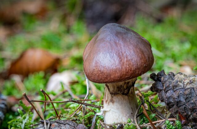 Маслюк звичайний — Suillus luteus