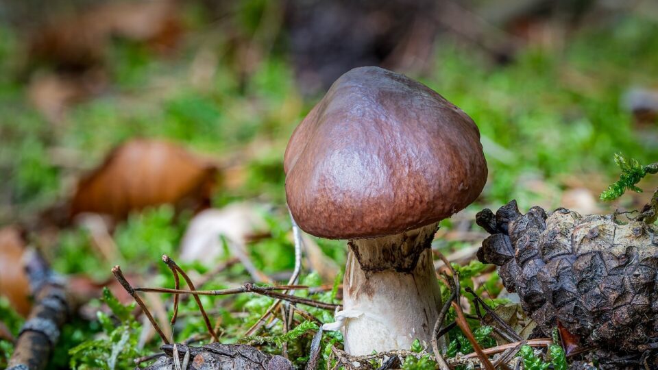 Маслюк звичайний — Suillus luteus