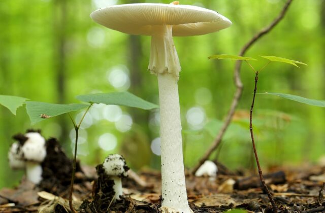 Мухомор білий смердючий — Amanita virosa