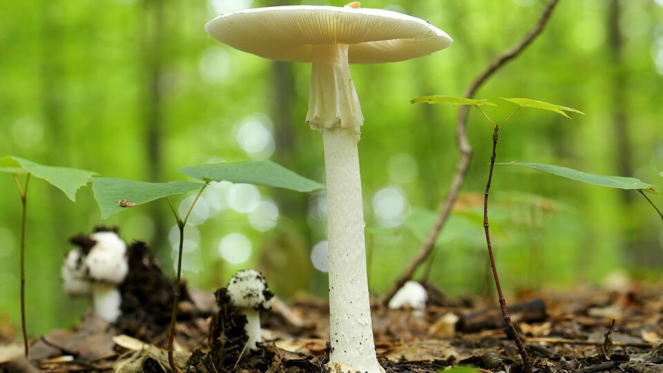 Мухомор білий смердючий — Amanita virosa