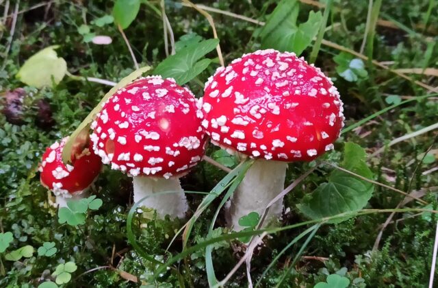 Мухомор червоний — Amanita muscaria