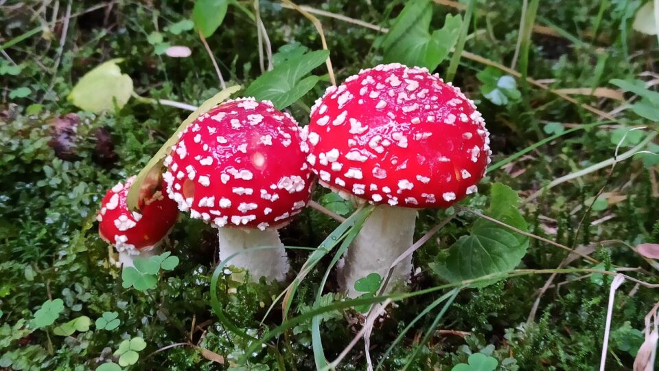 Мухомор червоний — Amanita muscaria