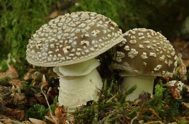 Мухомор пантерний — Amanita pantherina