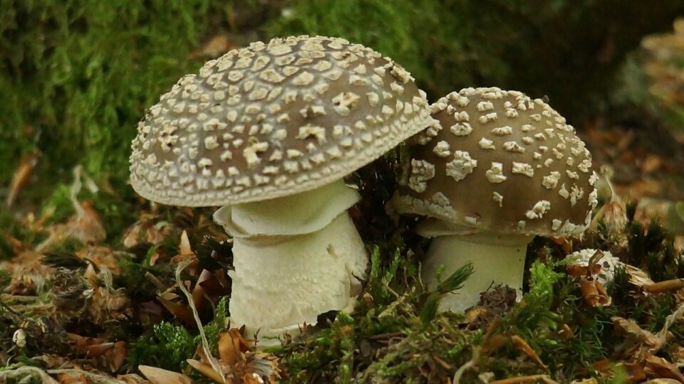 Мухомор пантерний — Amanita pantherina