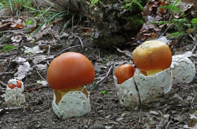 Мухомор Цезаря — Amanita caesarea