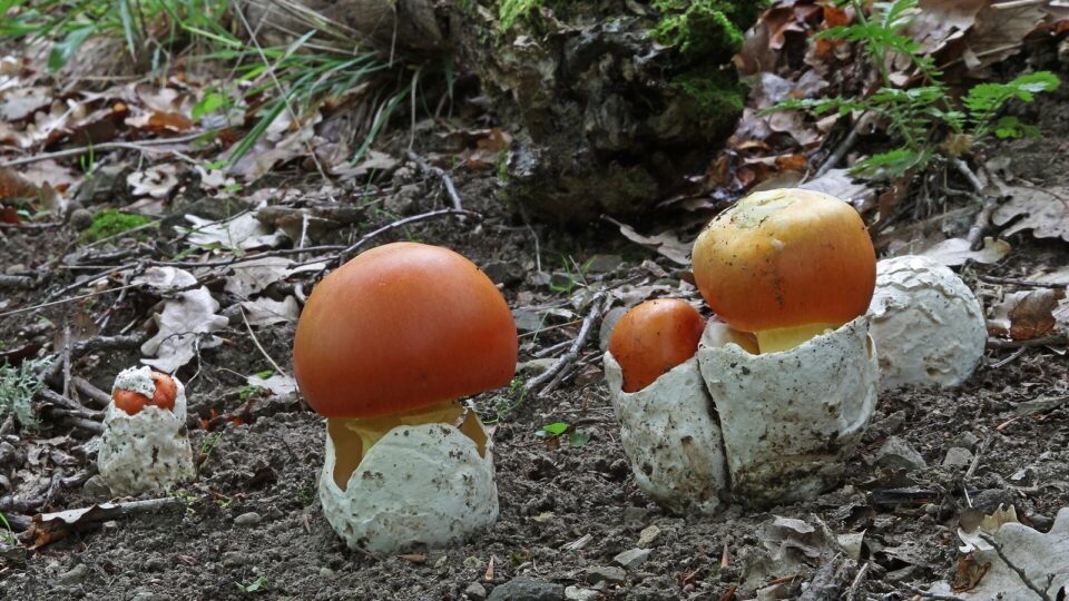 Мухомор Цезаря — Amanita caesarea
