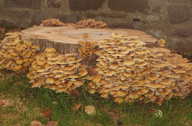 Опеньок осінній — Armillaria mellea