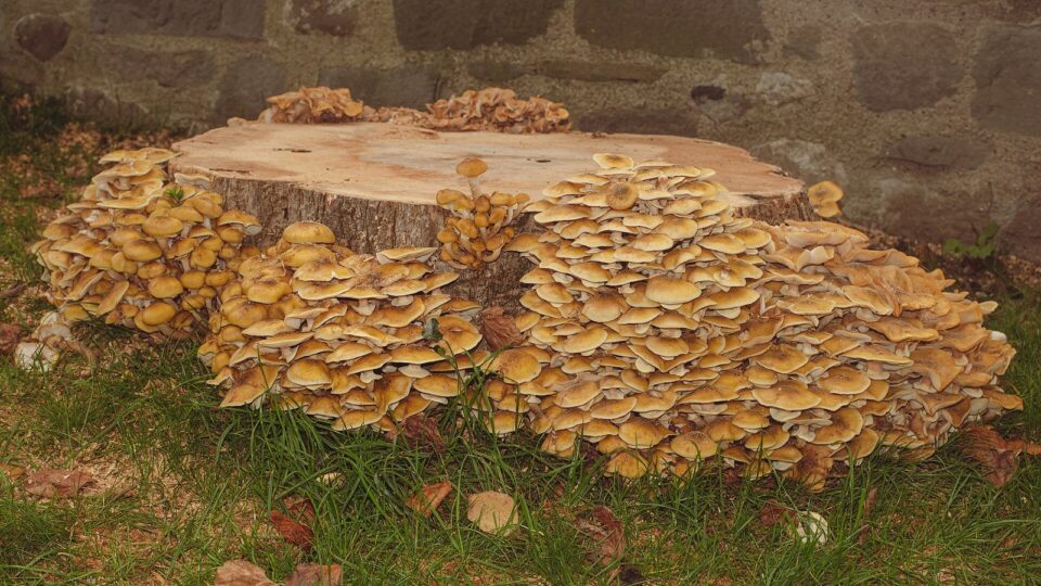 Опеньок осінній — Armillaria mellea