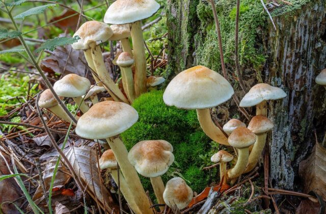 Опеньок сірчано-жовтий — Hypholoma fasciculare