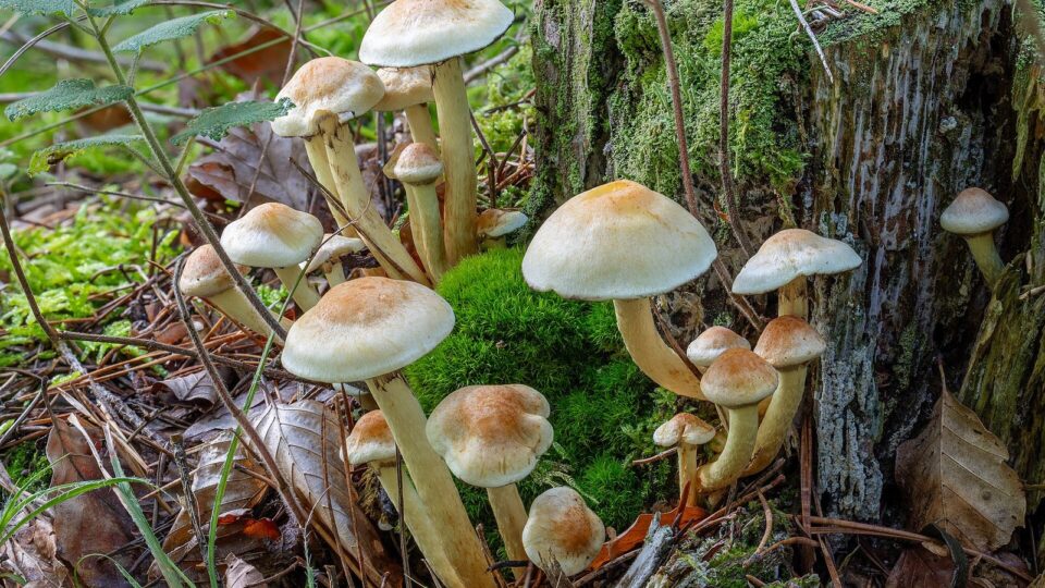 Опеньок сірчано-жовтий — Hypholoma fasciculare