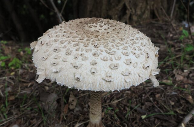 Гриб-парасолька великий — Macrolepiota procera
