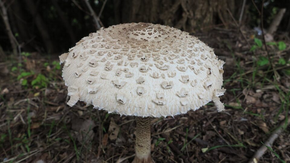 Гриб-парасолька великий — Macrolepiota procera