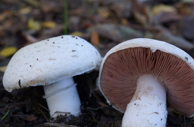 Печериця звичайна — Agaricus campestris