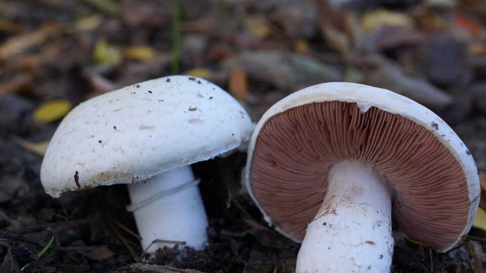 Печериця звичайна — Agaricus campestris