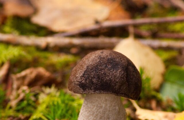 Підберезник звичайний — Leccinum scabrum