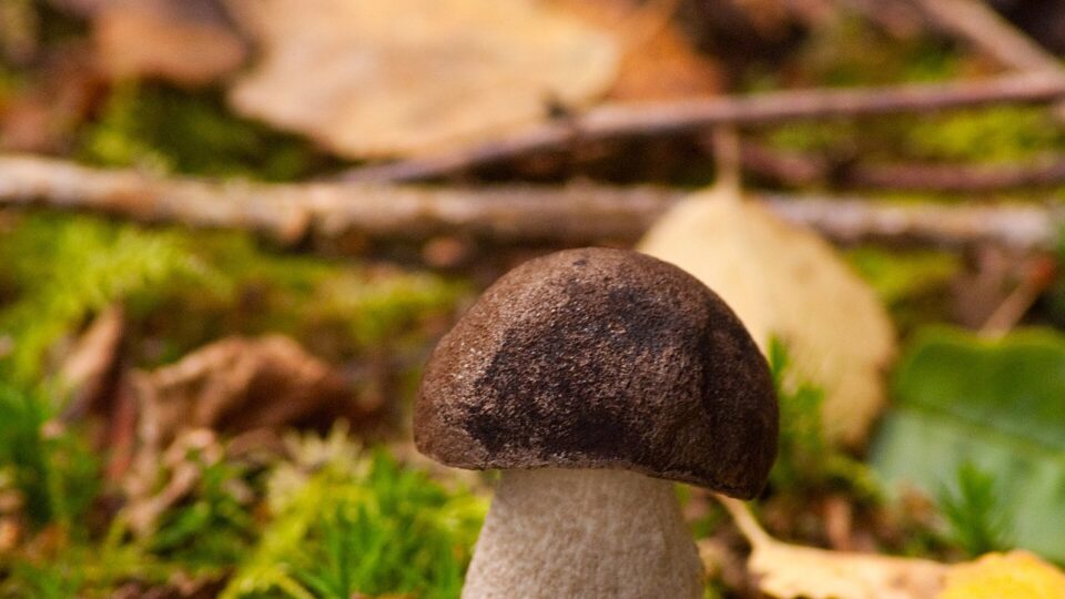 Підберезник звичайний — Leccinum scabrum