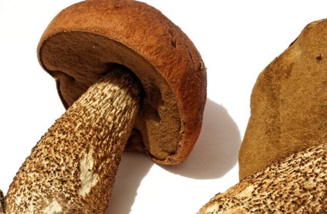 Підосичник — Leccinum aurantiacum