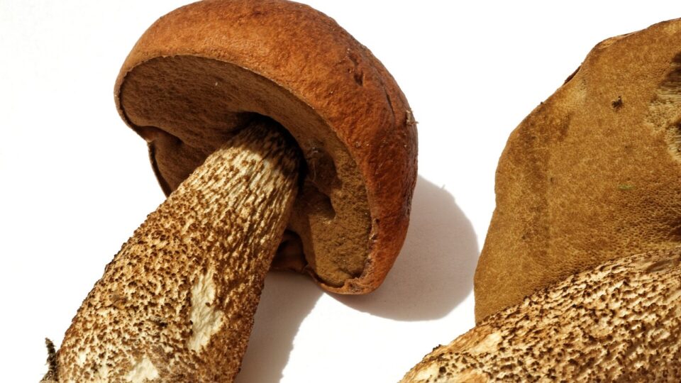 Підосичник — Leccinum aurantiacum