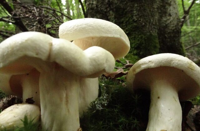 Рядовка травнева — Calocybe gambosa