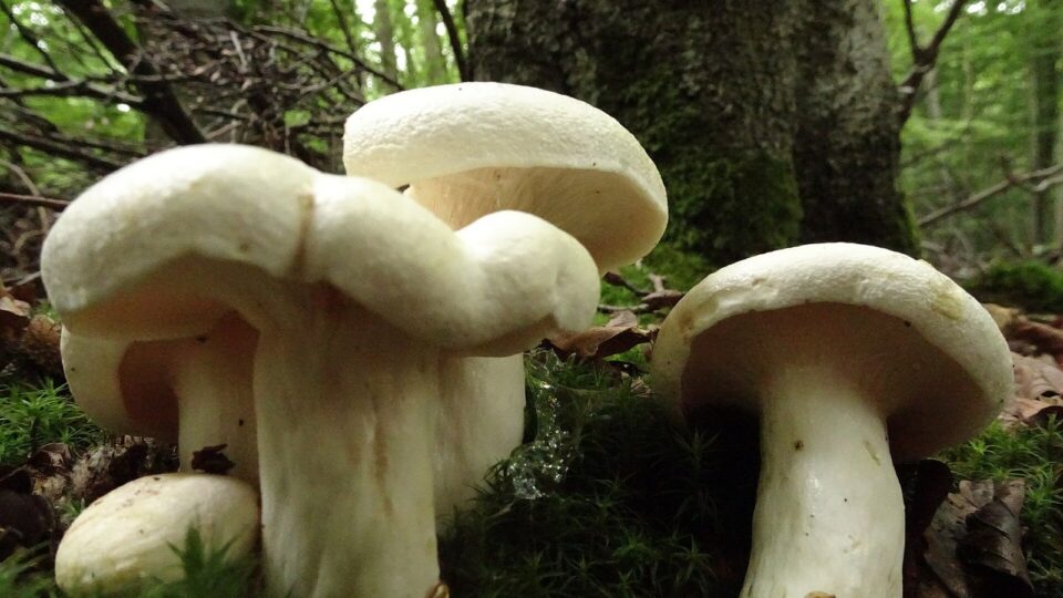 Рядовка травнева — Calocybe gambosa