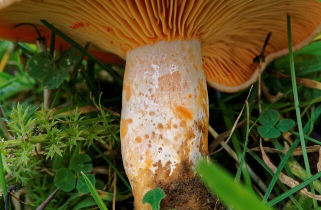 Рижик — Lactarius deliciosus