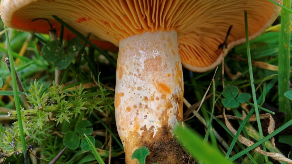 Рижик — Lactarius deliciosus