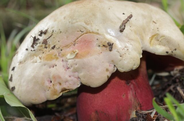 Сатанинський гриб — Rubroboletus satanas