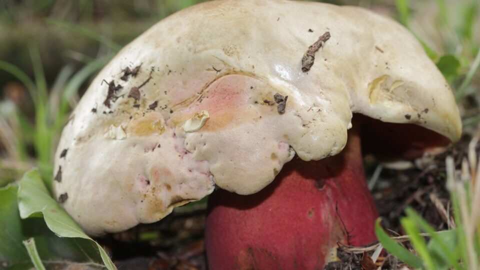 Сатанинський гриб — Rubroboletus satanas