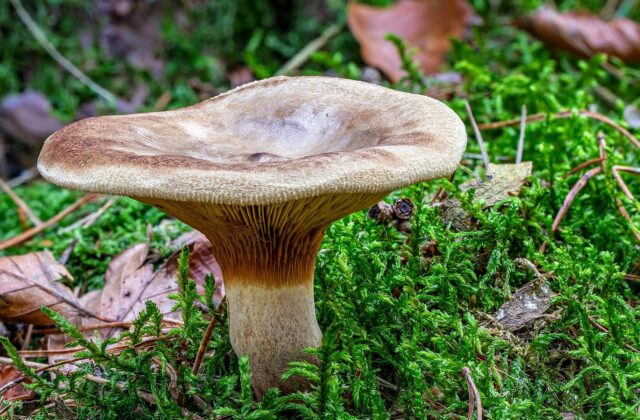 Свинуха тонка — Paxillus involutus