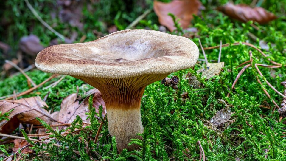 Свинуха тонка — Paxillus involutus