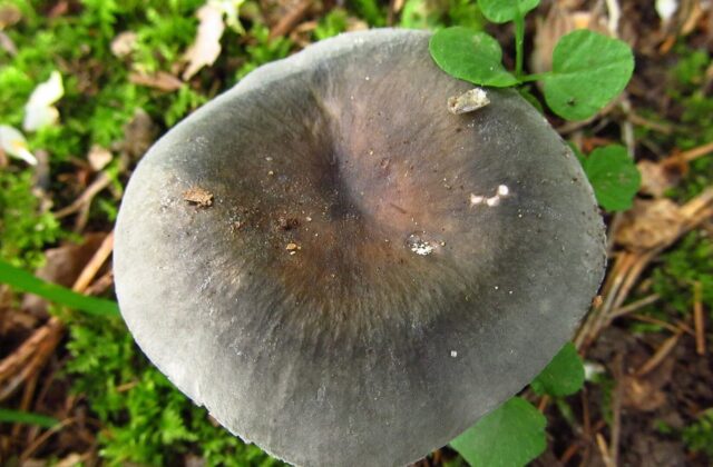 Сироїжка зелена — Russula aeruginea