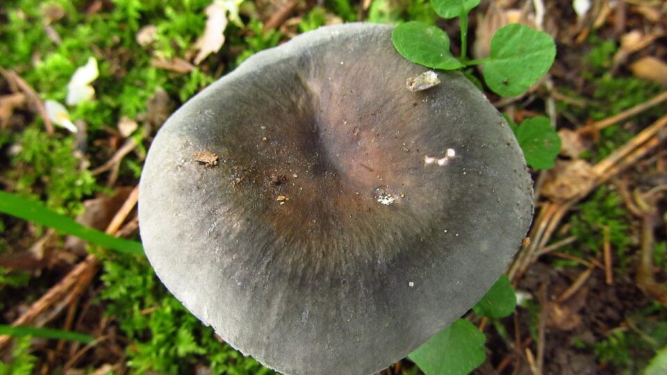 Сироїжка зелена — Russula aeruginea