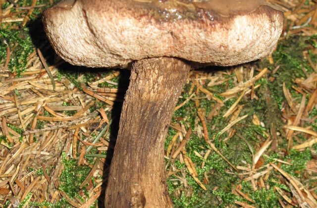 Жовчний гриб — Tylopilus felleus